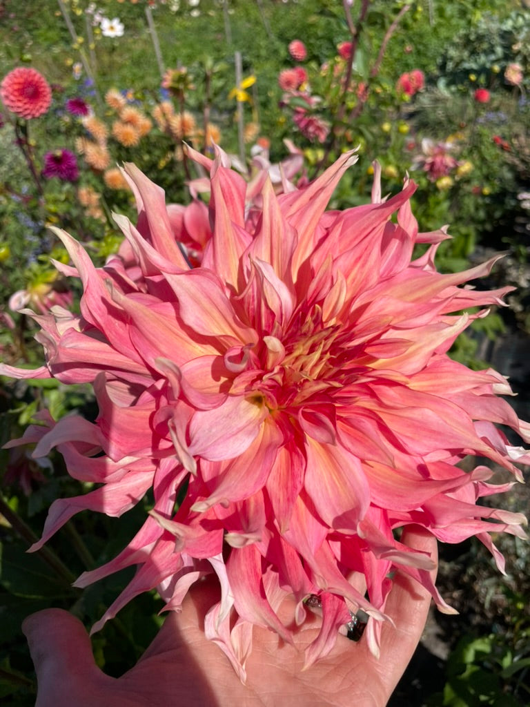 Dahlia Seed - Penhill Watermelon