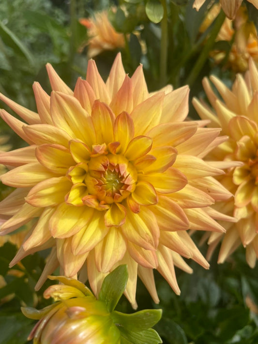 Dahlia - Willow Mamie