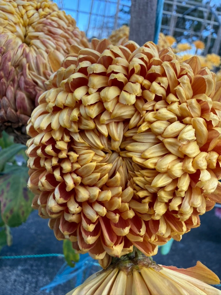 Chrysanthemum - Rooted Cutting - Bill Florentine