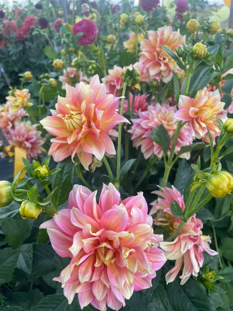 Dahlia - Kallista's Mystery