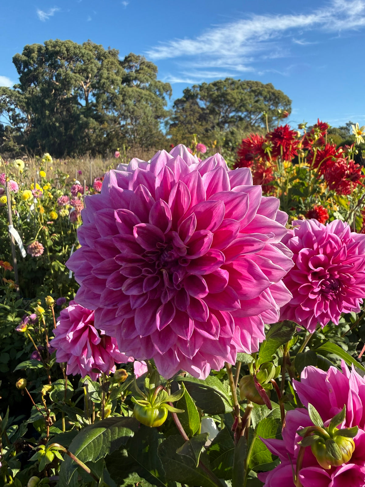 Dahlia - Angie's Fuschia