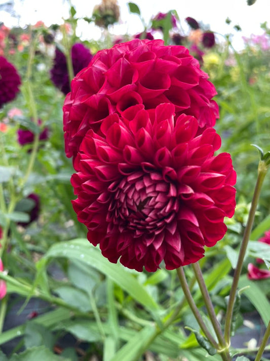 Dahlia Seed - Formby Atom