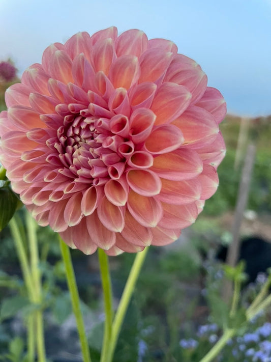Dahlia - Sport of Glenmarc Sophie