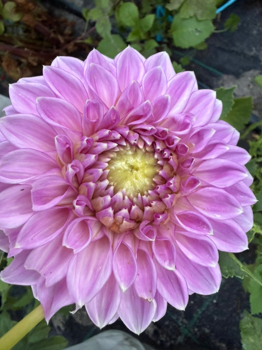 Dahlia - Devon Glory