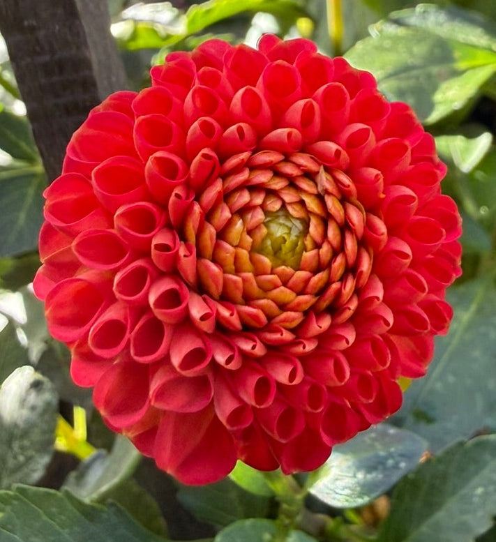 Dahlia - Greg's Pom