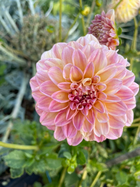 Dahlia - Florelie Harmony