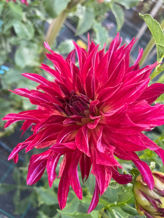 Dahlia - Delbard Bangkok