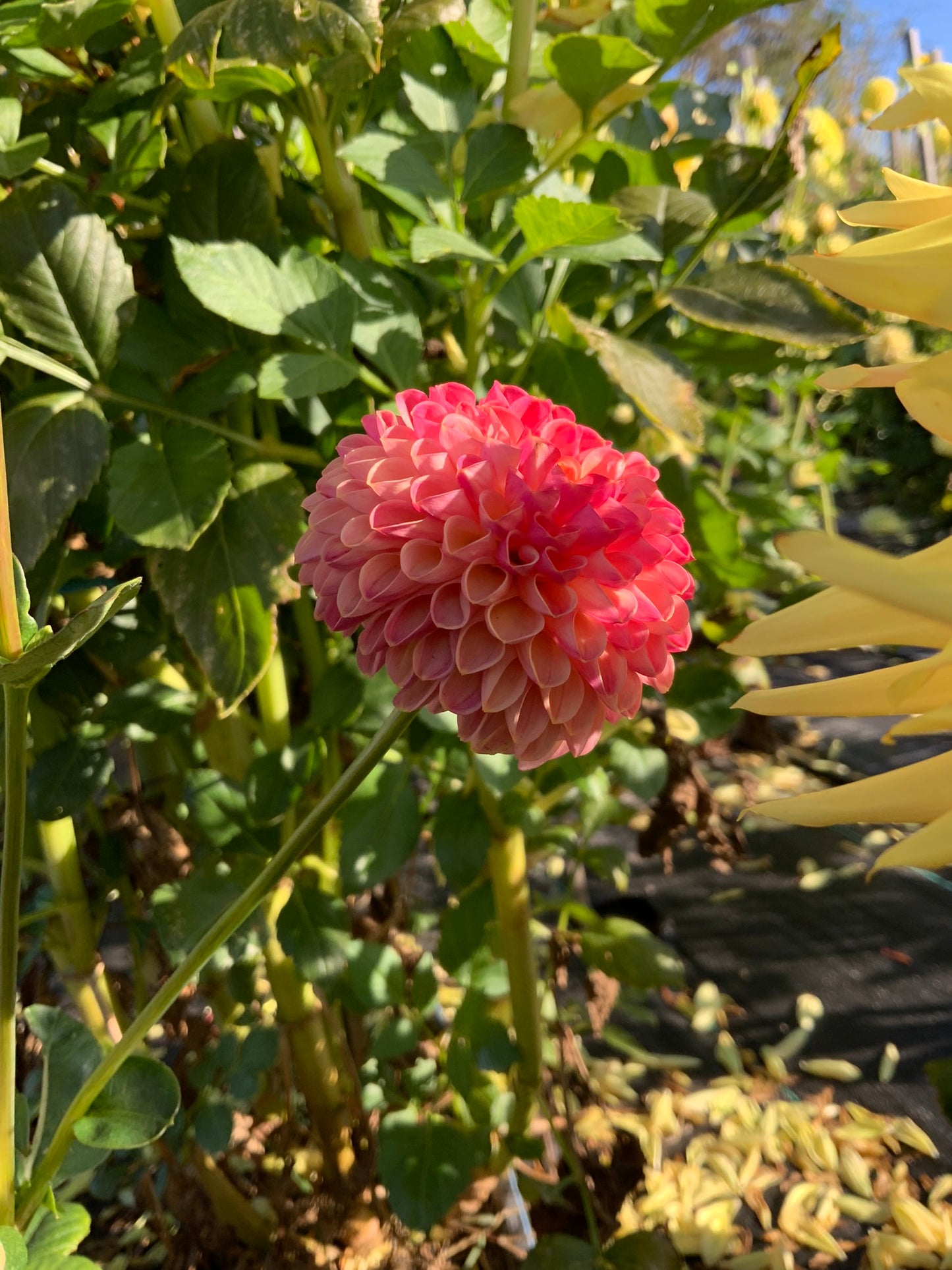 Dahlia - Little Peaches