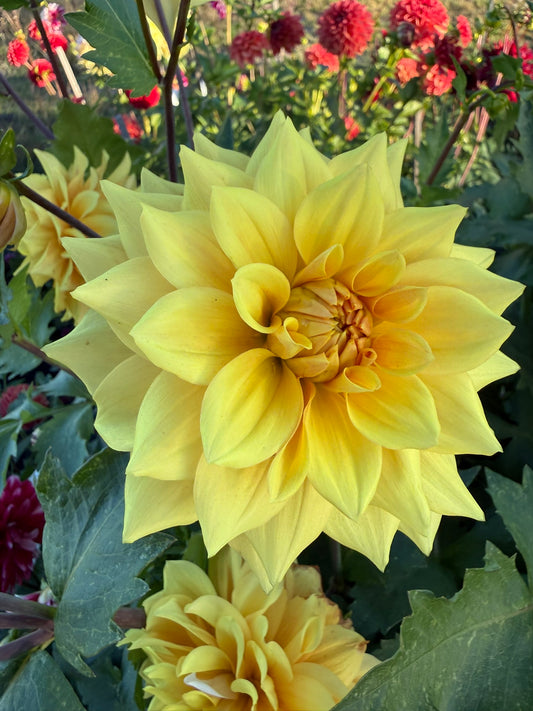 Dahlia - Devon Moon