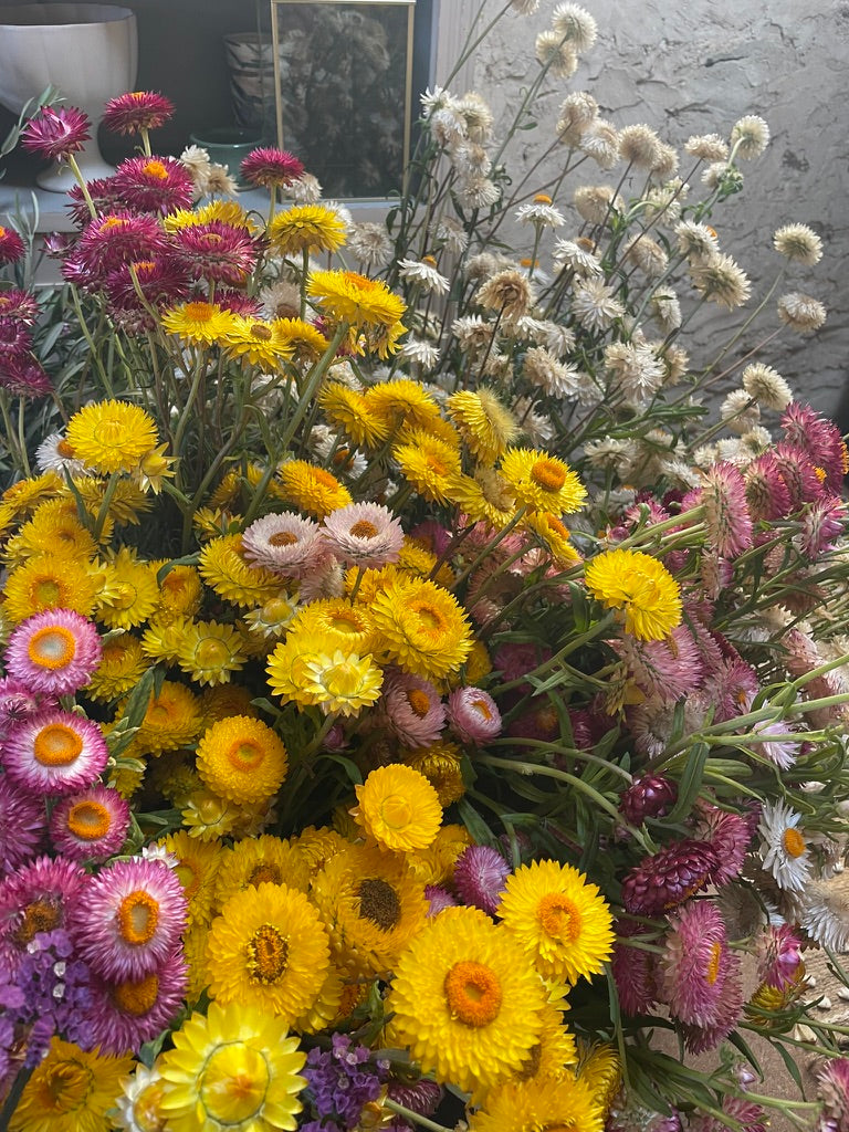 Seed - Paper Daisy - Gold / Yellow