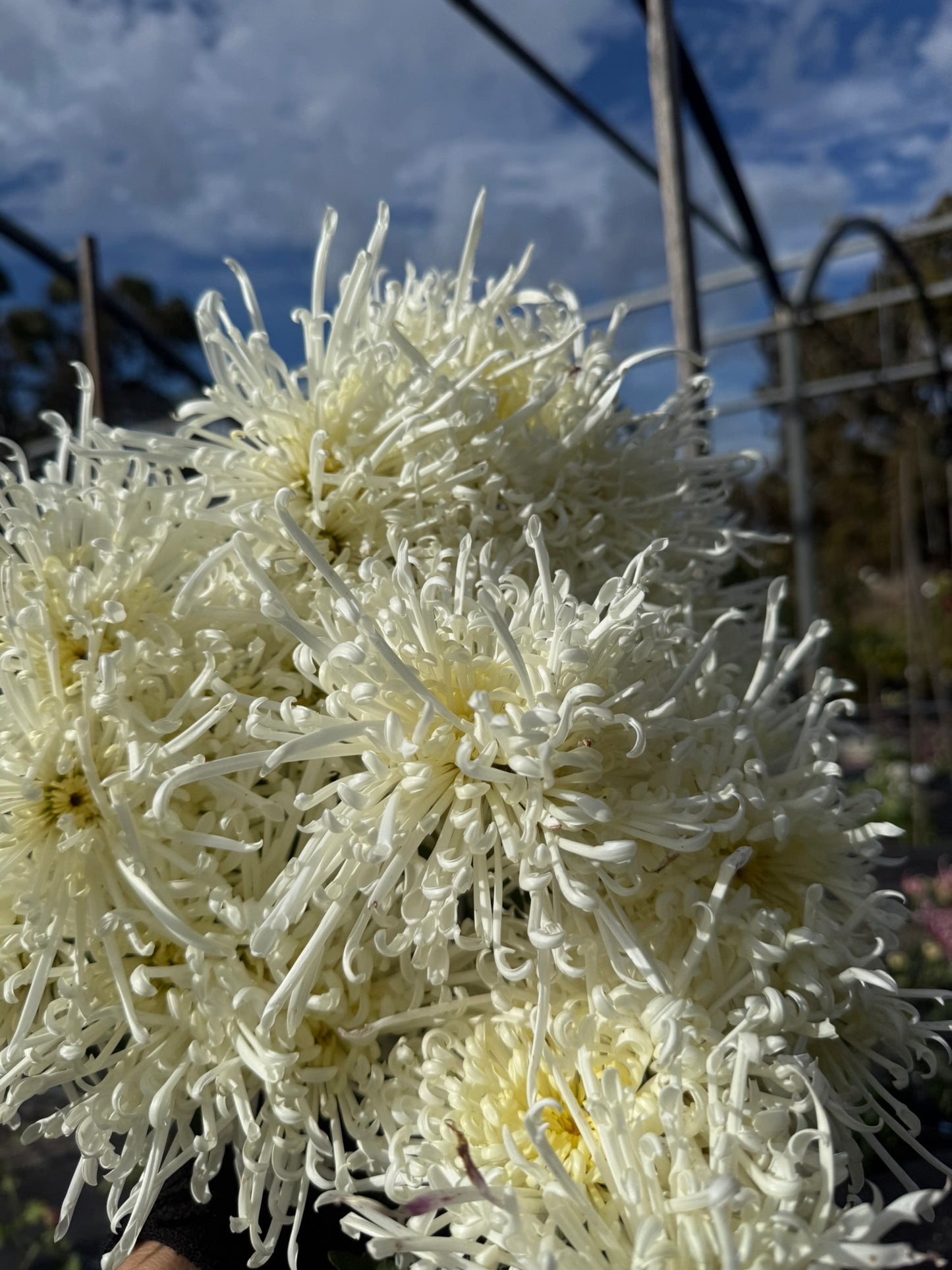 Chrysanthemum - Rooted Cutting -Chesapeake