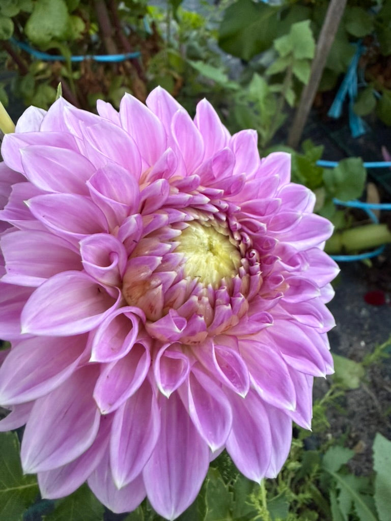 Dahlia - Devon Glory
