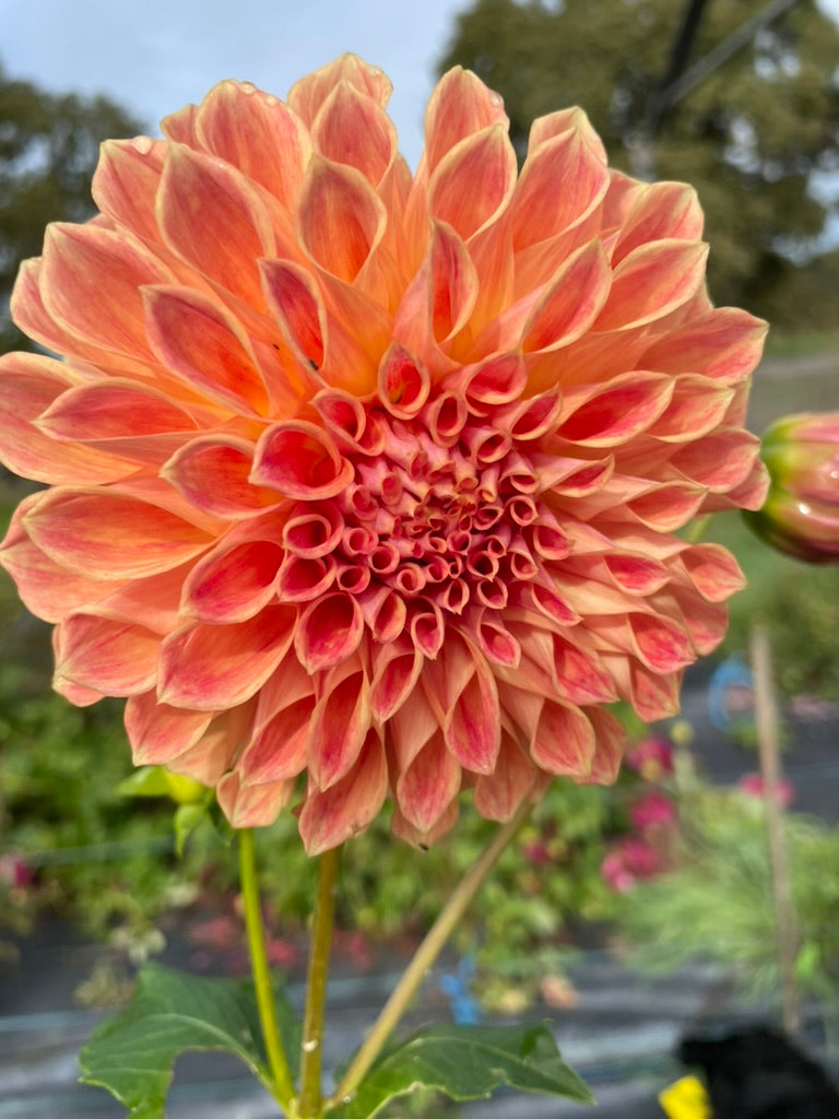 Dahlia - Winkie Rhubarb