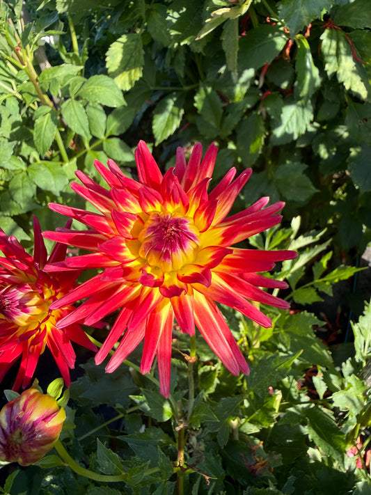 Dahlia - Western Spanish Dancer