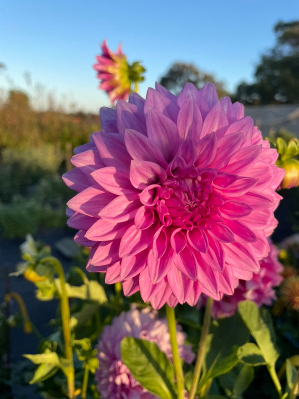 Dahlia Seed - Devon Desire