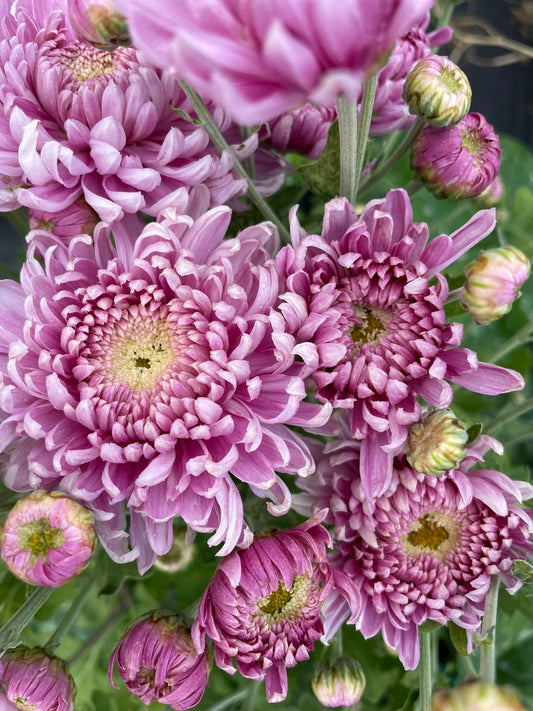Heirloom Chrysanthemum - Rooted Cutting - Dennis