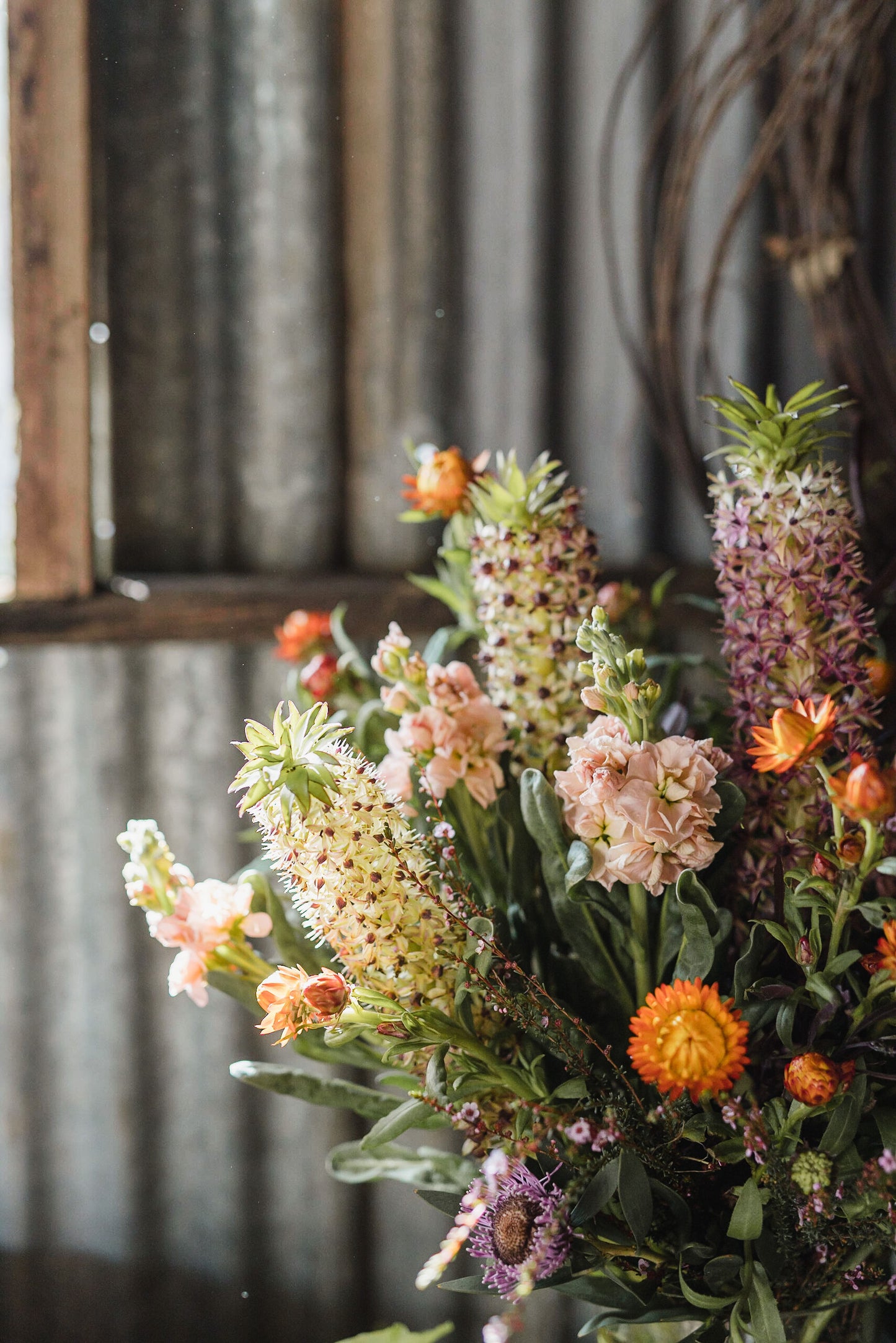 Pineapple Lily - Bulbs