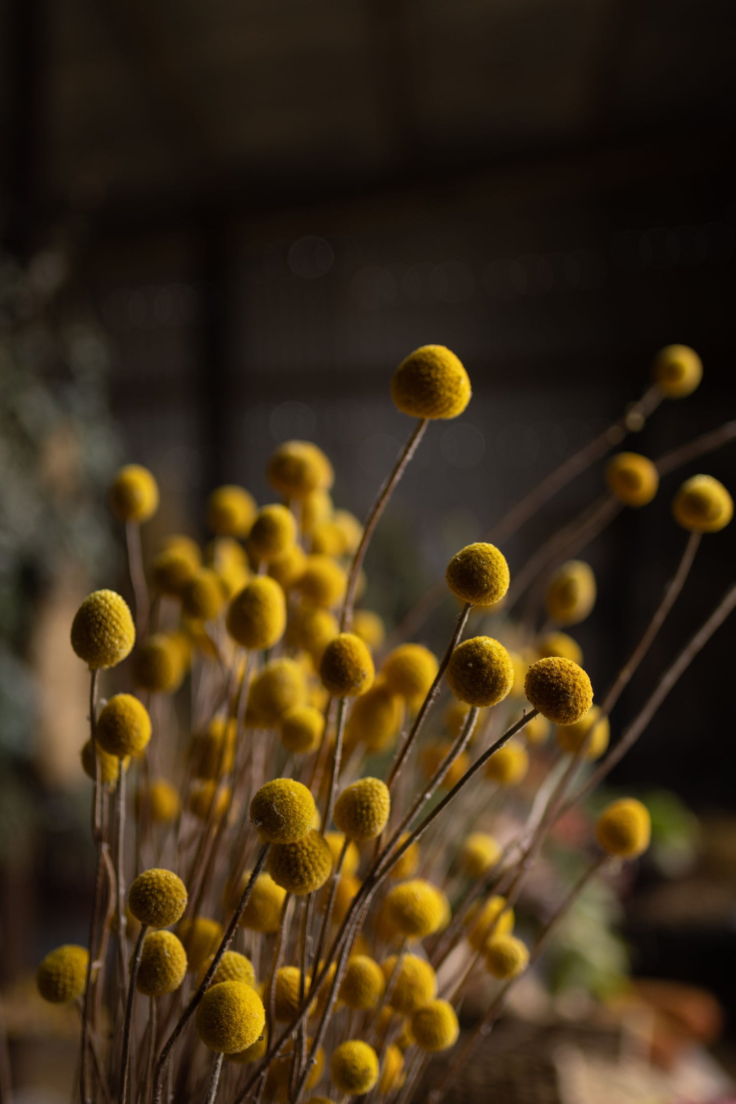 Seed - Billy Buttons