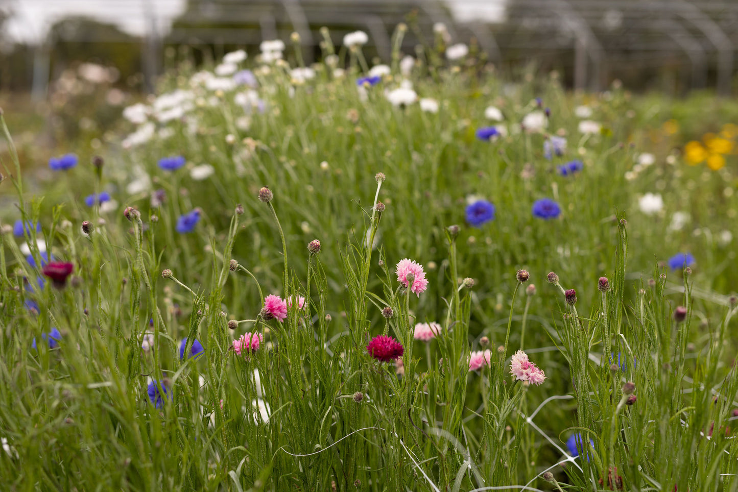 Grow your Own Cut Flowers - Weekend workshop