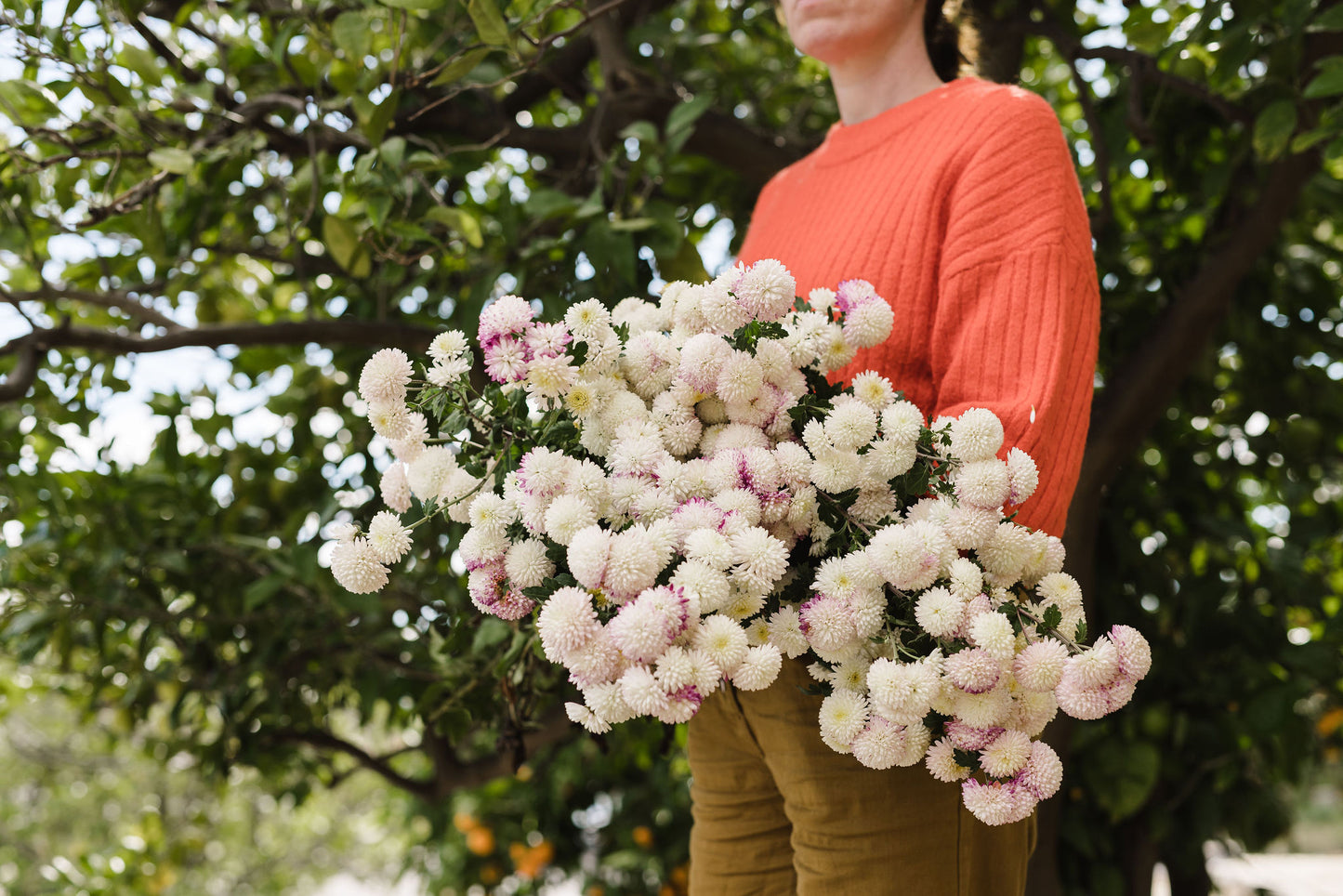 Heirloom Chrysanthemum - White Pompom