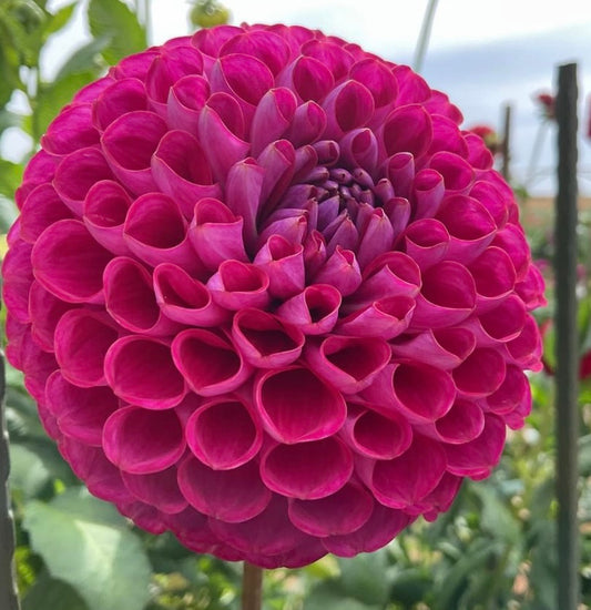 Dahlia - Devon Safari