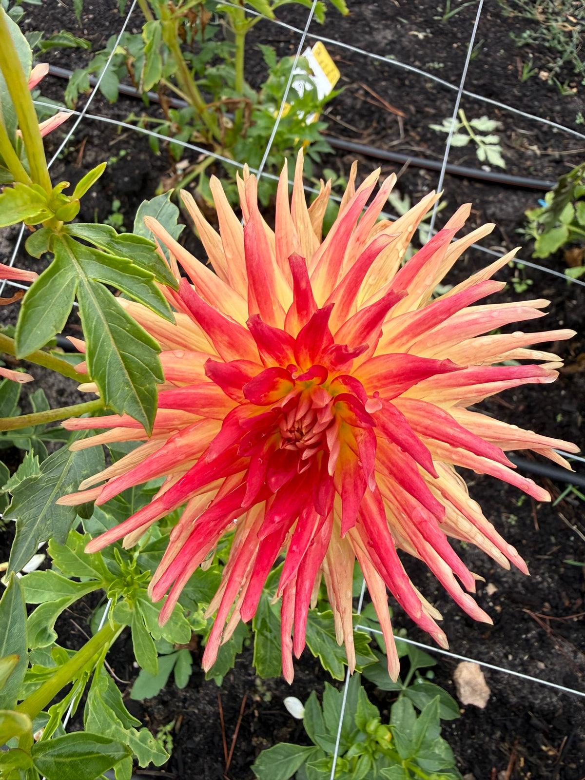 Dahlia - Kenora Sunset
