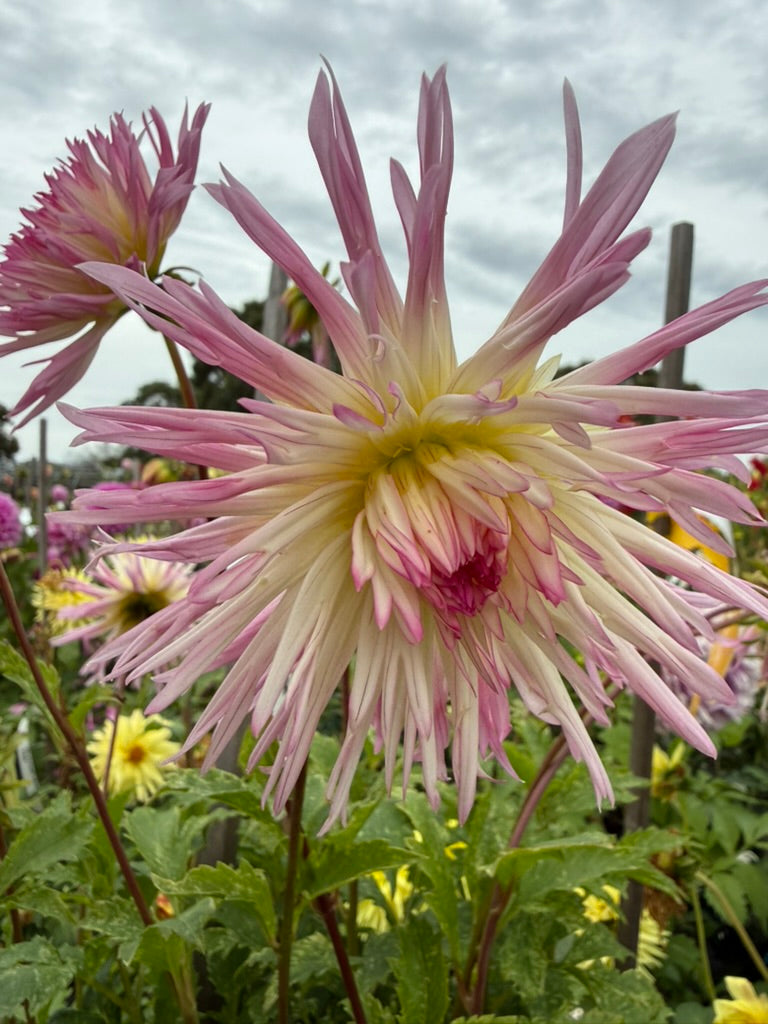 Dahlia - Marlene Joy