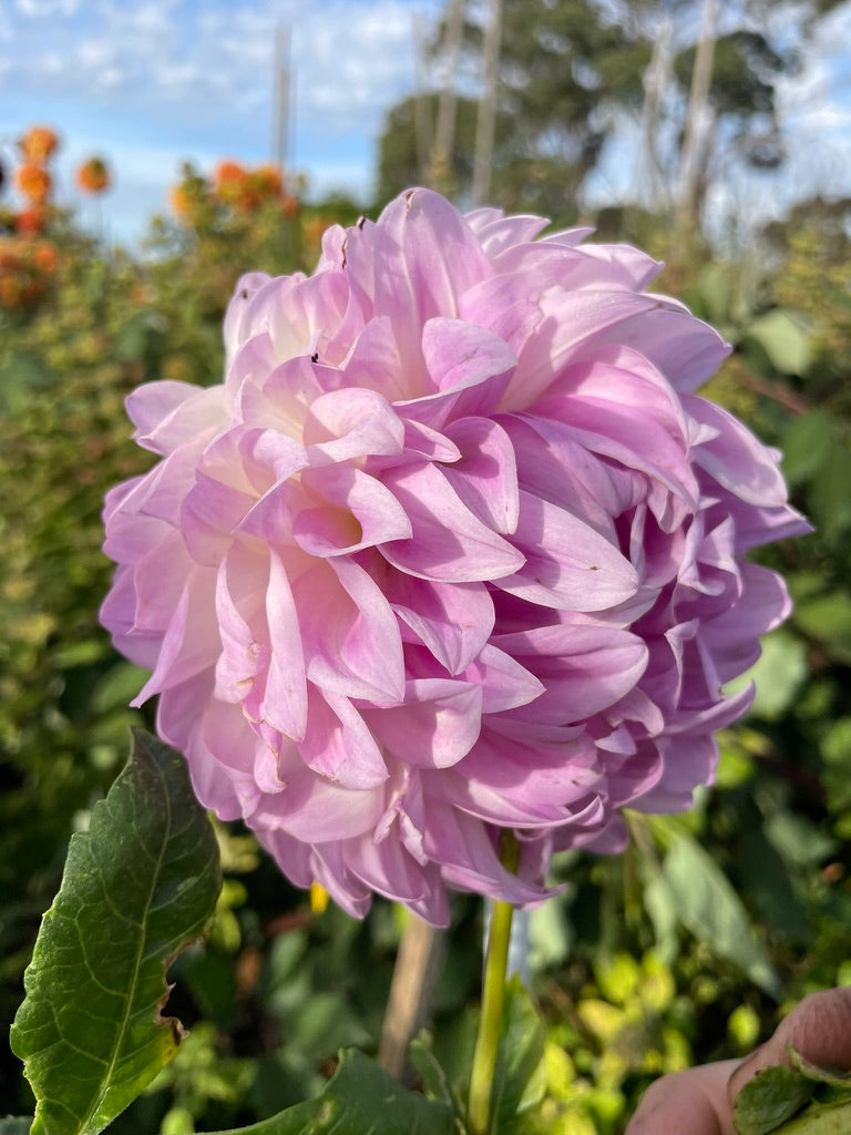 Dahlia - Maggie Hannaford