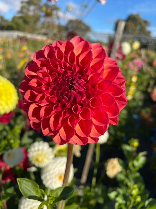 Dahlia Seed - Robin Hood