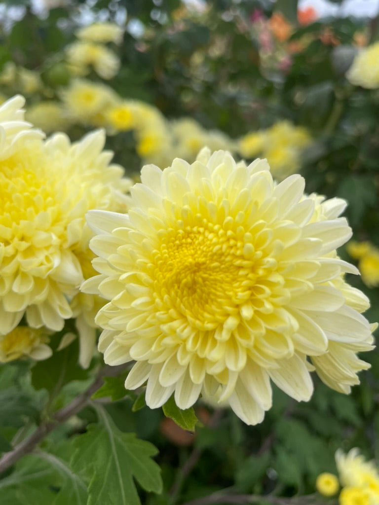 Heirloom Chrysanthemum - Rooted Cutting - Bright Lemon