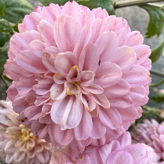 Heirloom Chrysanthemum - Rooted Cutting - Pink Fairy