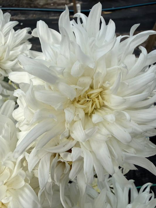 Chrysanthemum - Rooted Cutting - Seaton's Lily
