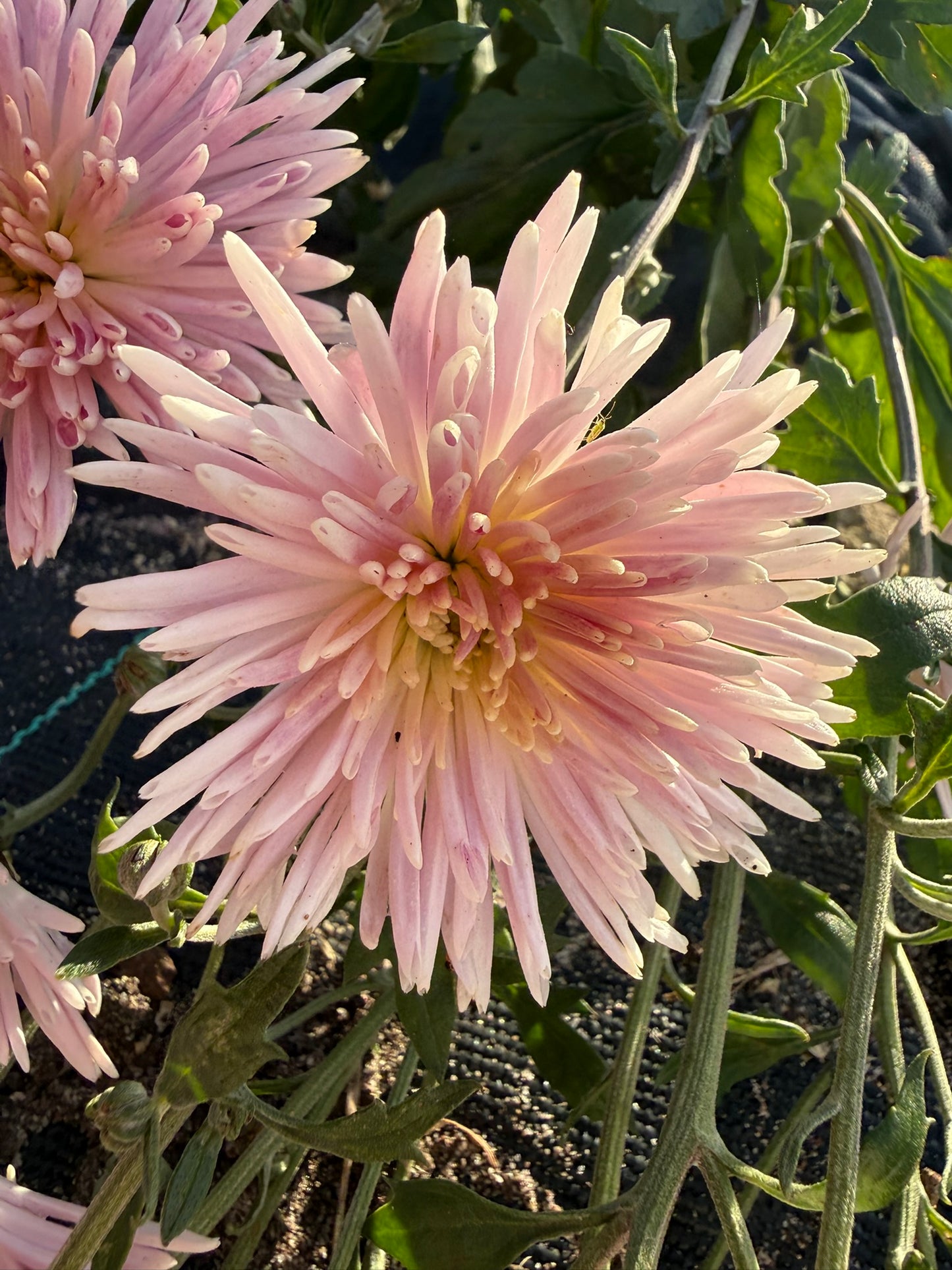 Chrysanthemum - Rooted Cutting - Seaton's Silver Lining