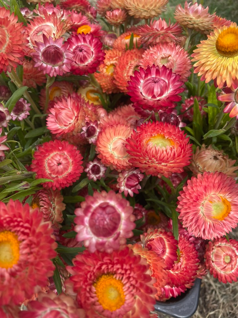 Wreaths and Bubbles at Padthaway Estate - Thursday 18 December