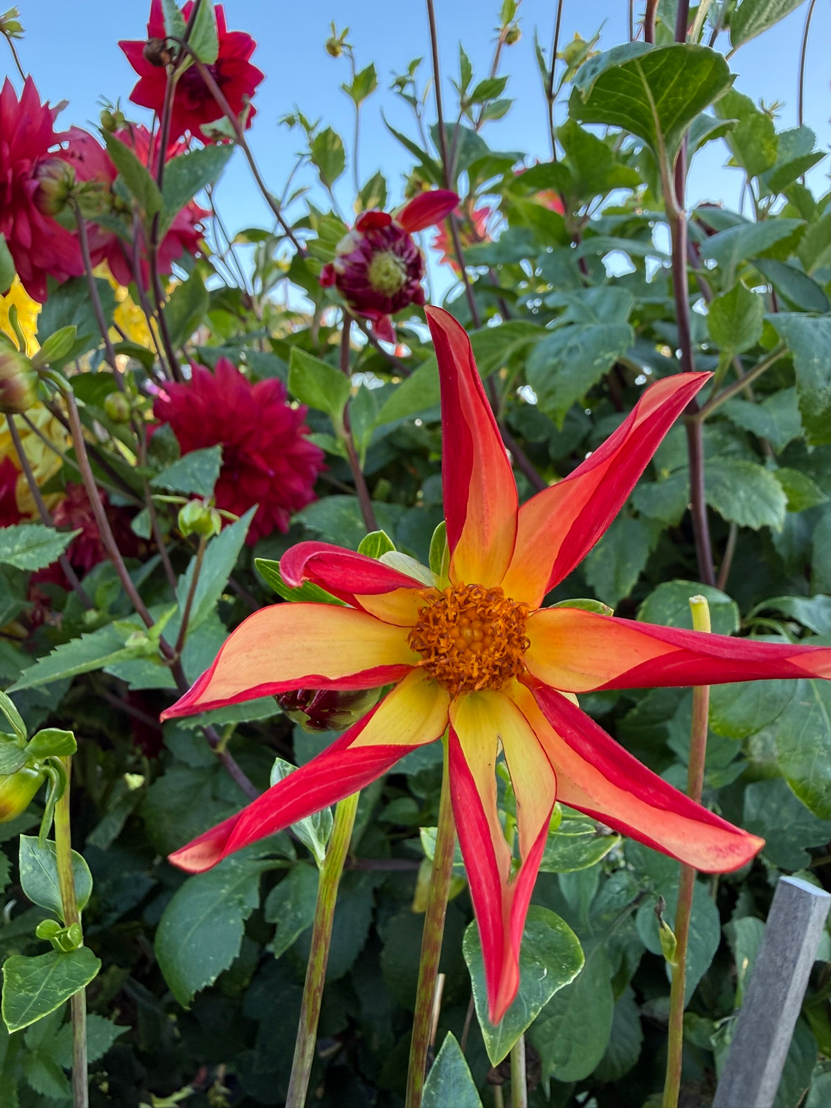 Dahlia - Bracken Astra