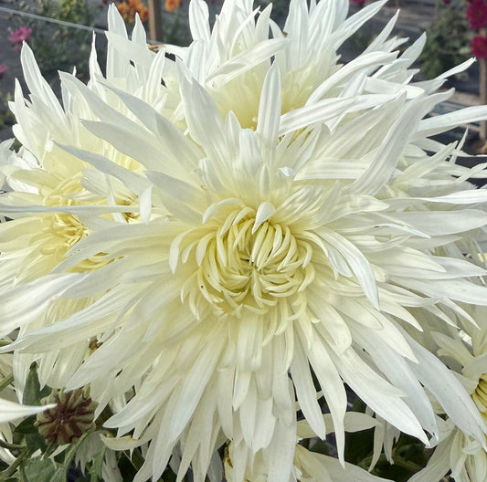 Chrysanthemum - Rooted Cutting -Koh Lan