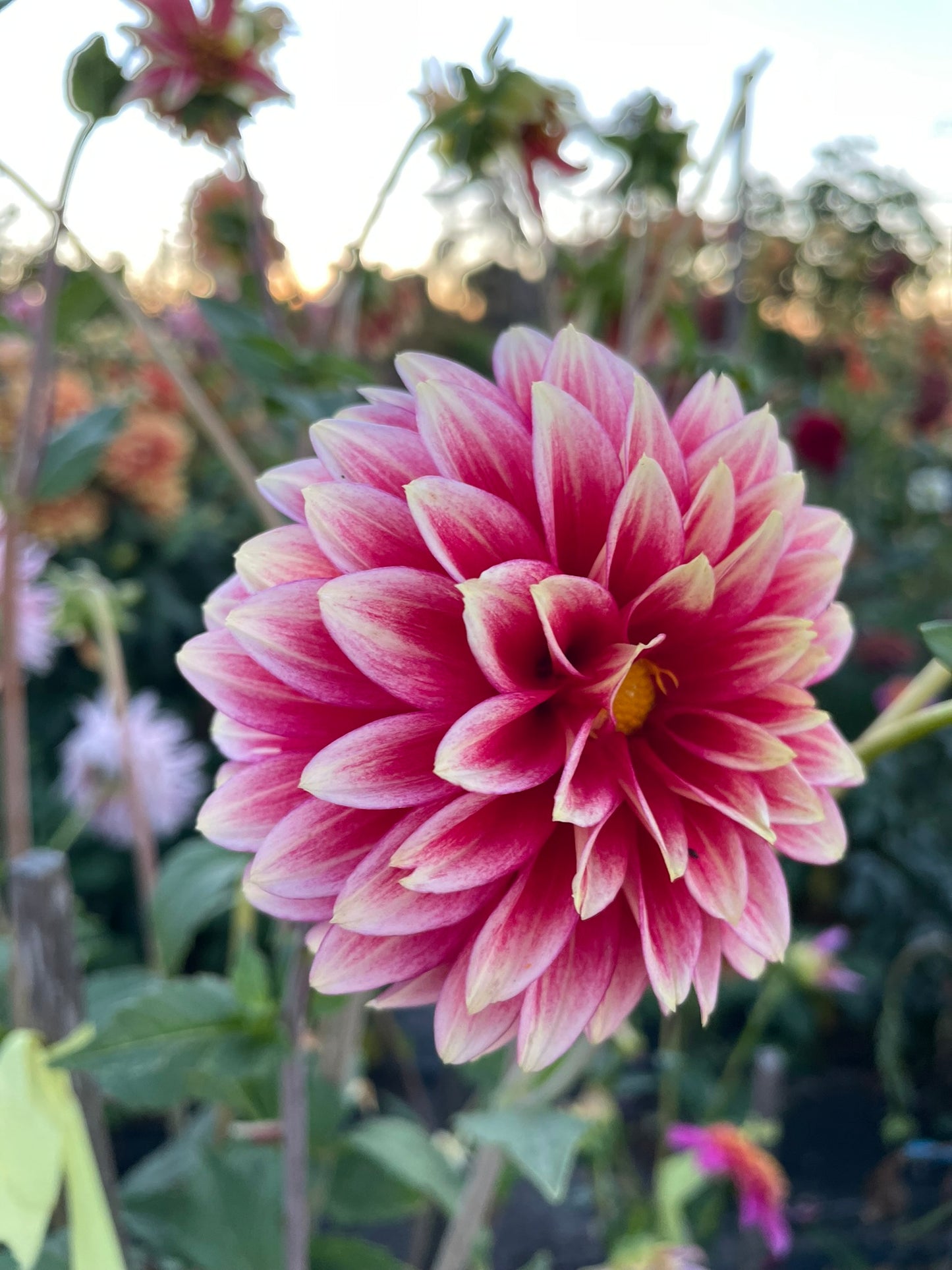 Dahlia - Coral Isle