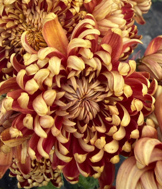 Chrysanthemum - Rooted Cutting - Stoakes Tall Boy