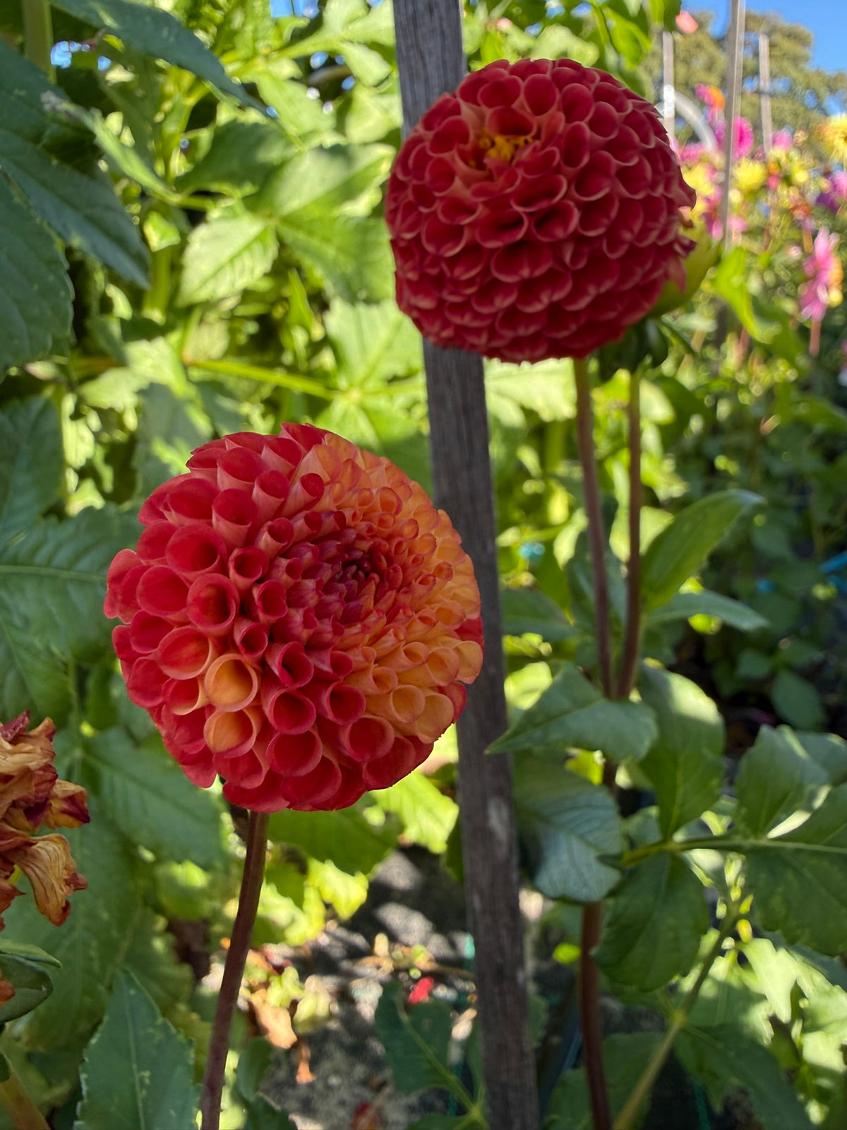 Dahlia - Ray's Gold