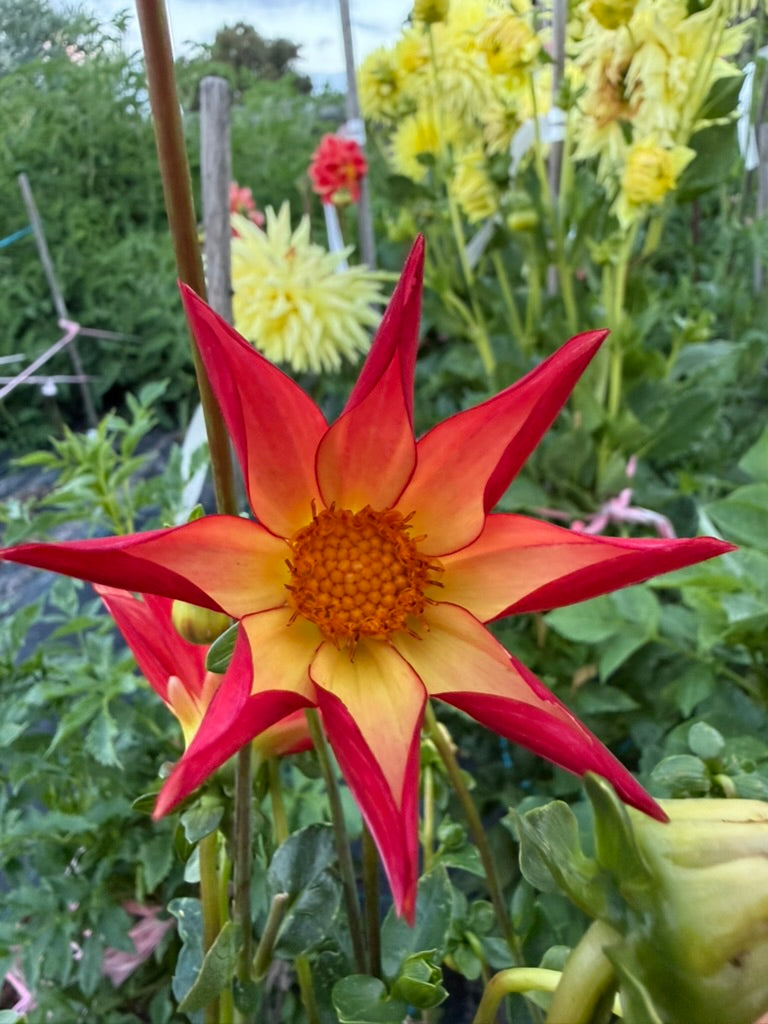 Dahlia - Bracken Astra