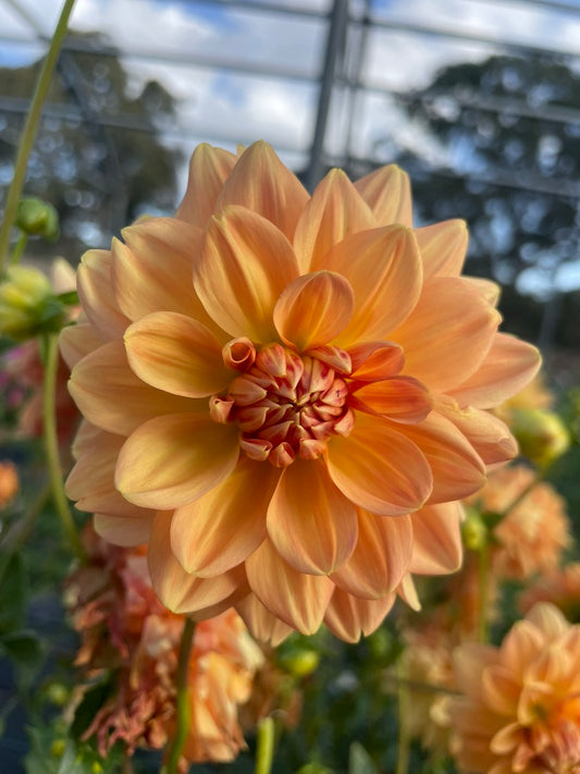 Dahlia - Golden Leader