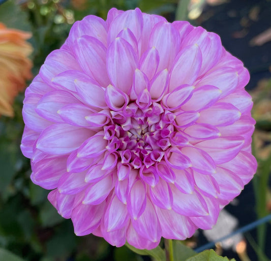 Dahlia Seed - Araluen Leatrice