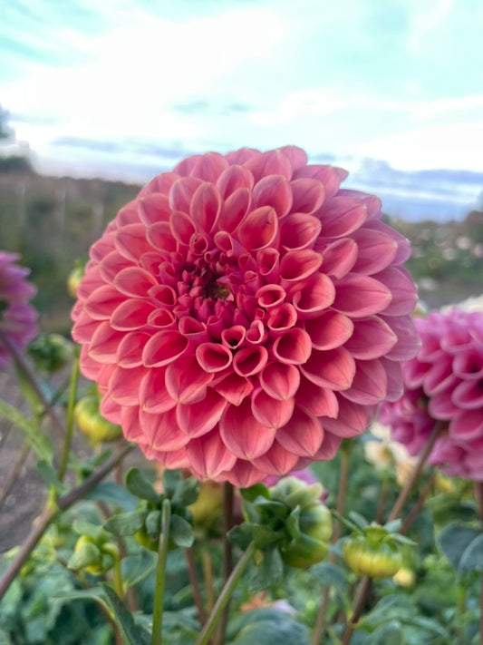 Dahlia - Sheila