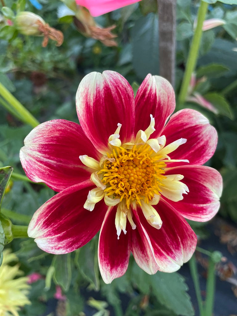 Dahlia - Winkie Satsuma