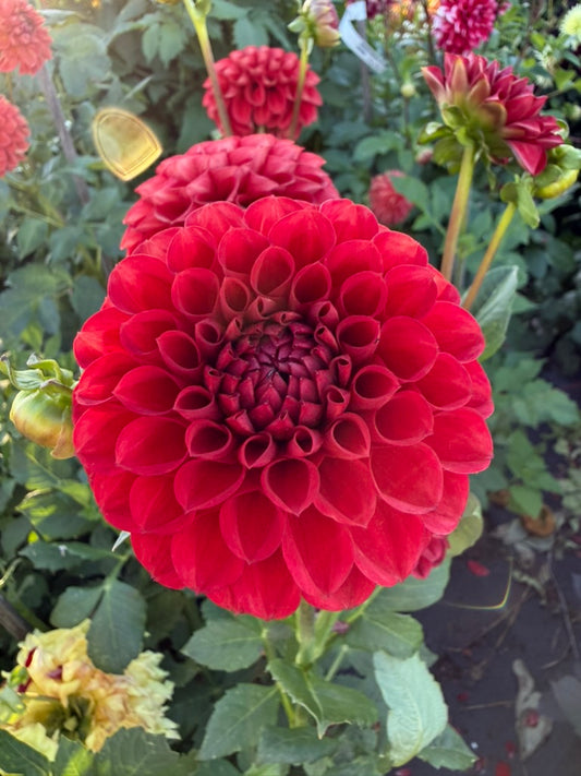 Dahlia - Xanzu District 13