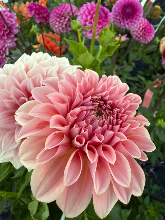 Dahlia - Devon Salmon