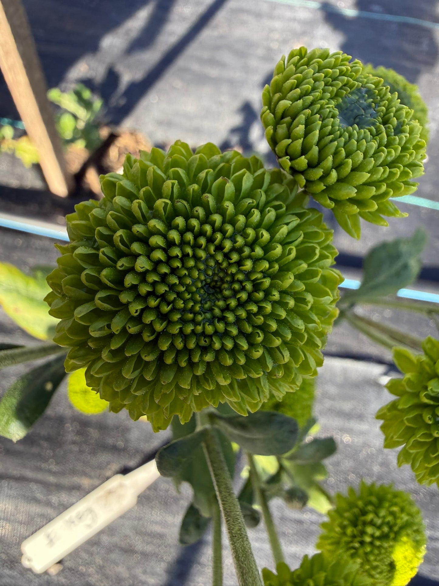 Chrysanthemum - Rooted Cutting - Feeling Green