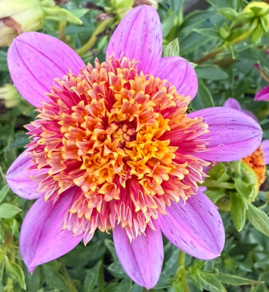 Dahlia - Mexico