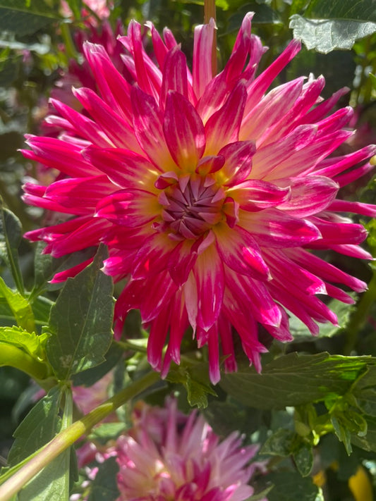 Dahlia - Devon Cha Cha