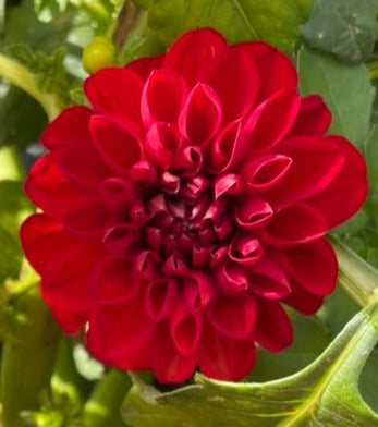 Dahlia - Red Red Red